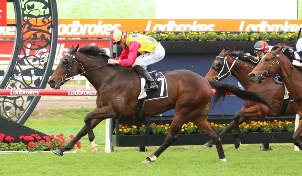 Stable favourite, Safework, scores deserved win.